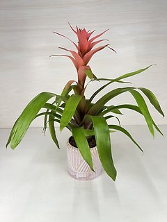 Bromeliad