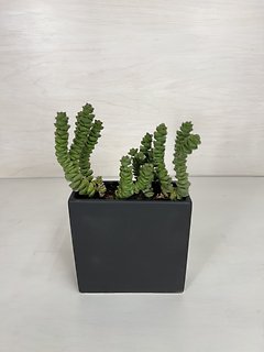 Jade Necklace Succulent
