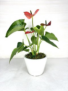 Anthurium