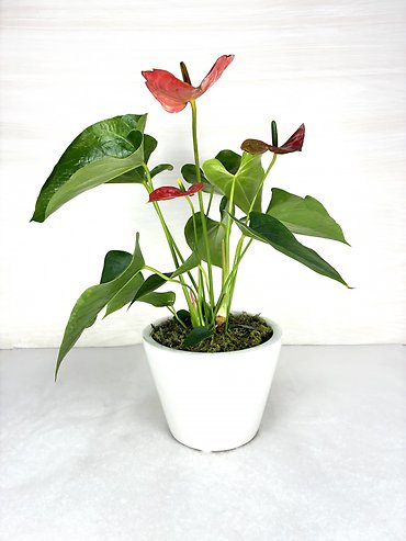 Anthurium