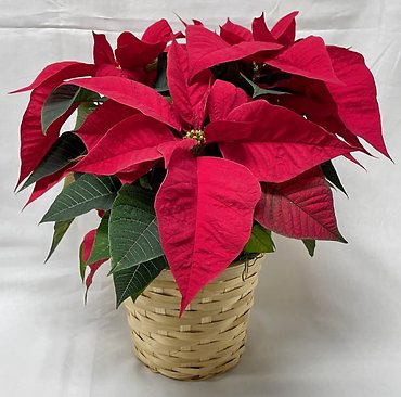 Classic Poinsettia | Small