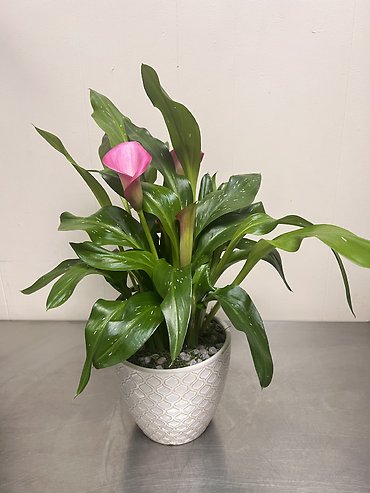 Calla Lily Plant