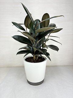 Rubber Plant - Burgundy