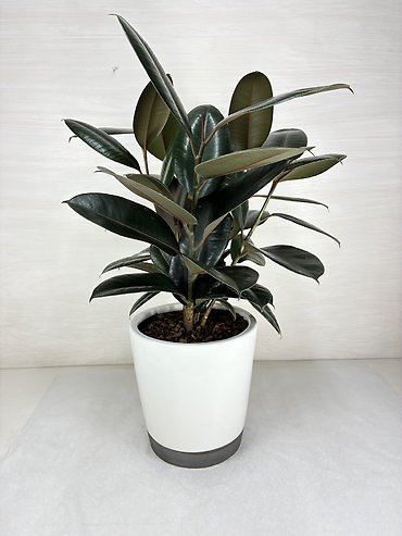 Rubber Plant - Burgundy