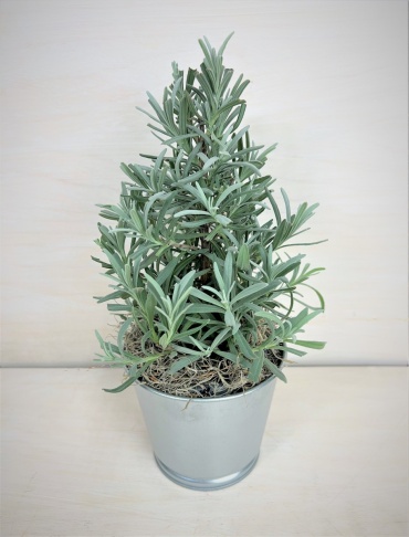 Lavender Tree