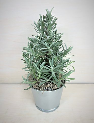 Lavender Tree