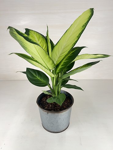 Dieffenbachia
