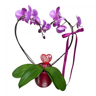 From the Heart Orchid Plant