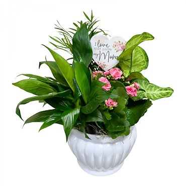 Mother\'s Day Kalanchoe Garden