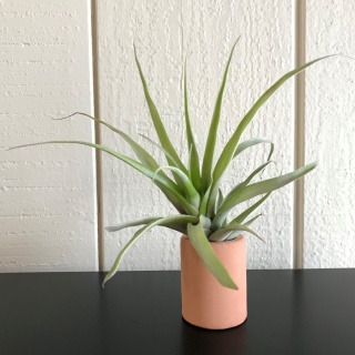 Medium Air Plant With Stand