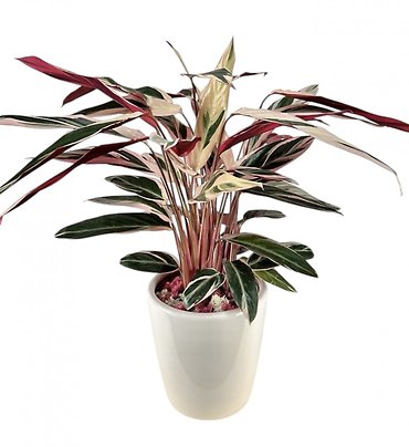Tricolor Stromanthe Plant