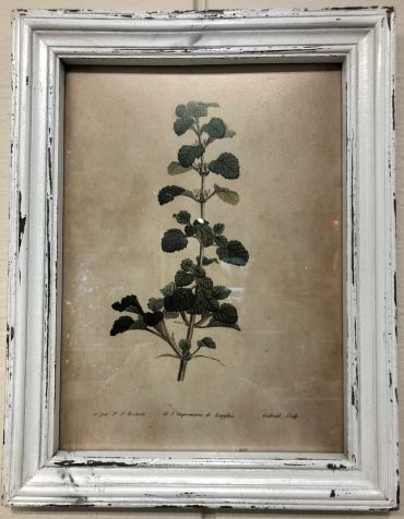 Framed Print | Foliage
