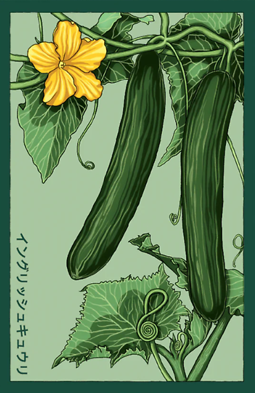 Seeds | English Cucumber
