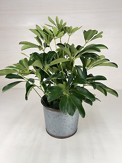 Schefflera Plant