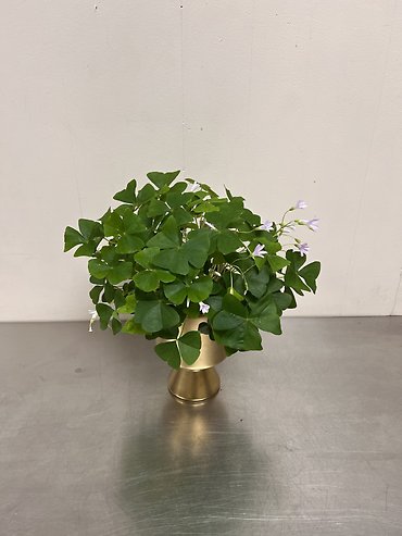 Shamrock Plant