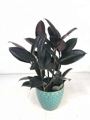 Burgundy Rubber Plant