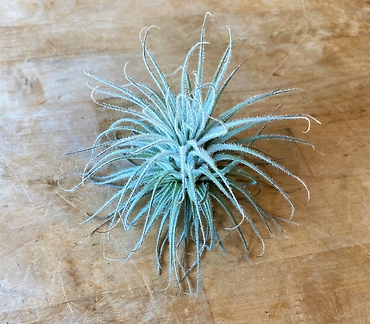 Tillandsia Tectorum