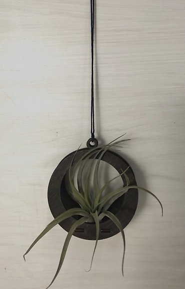 Tillandsia Capitata Peach l Hanging
