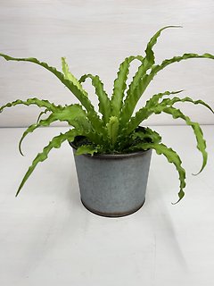 Birds Nest Fern