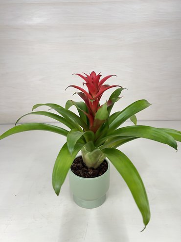 Bromeliad