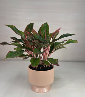 Pink Aglaonema