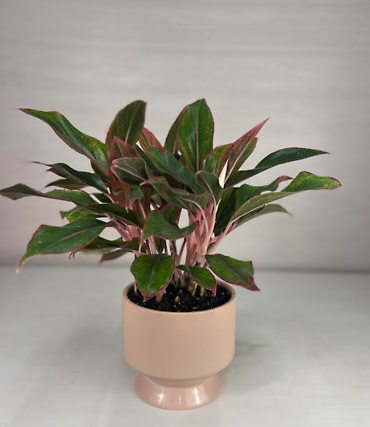 Pink Aglaonema