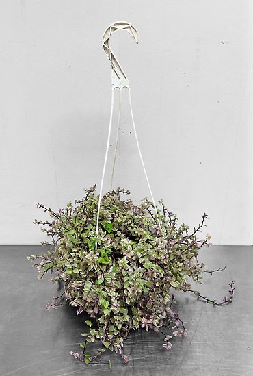 Pink Lady | Hanging Basket