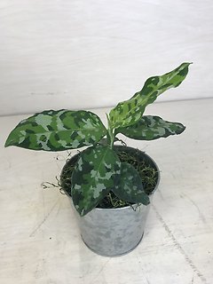 Aglaonema Pictum Tri-color