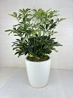 Schefflera Plant- Variegated