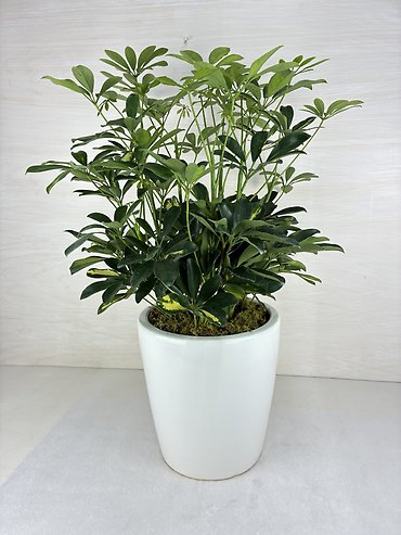 Schefflera Plant- Variegated