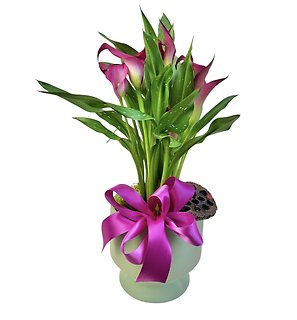 Calla Lily Plant