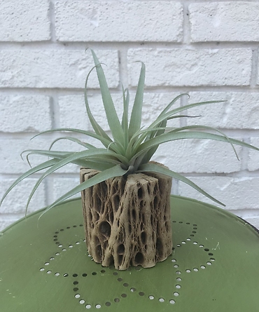 5\" Air Plant + Cholla Wood Stand