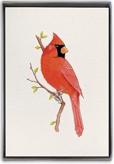 Card Set | Cardinal