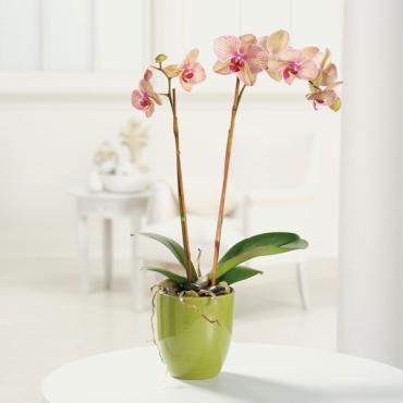 Phalaenopsis Orchid Plant