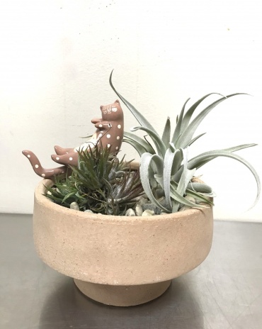 Tillandsia Mexico Clump l Harrisii \"Cat\'s Meow\"