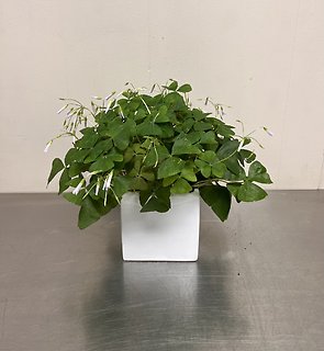 Shamrock Plant