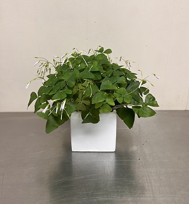 Shamrock Plant