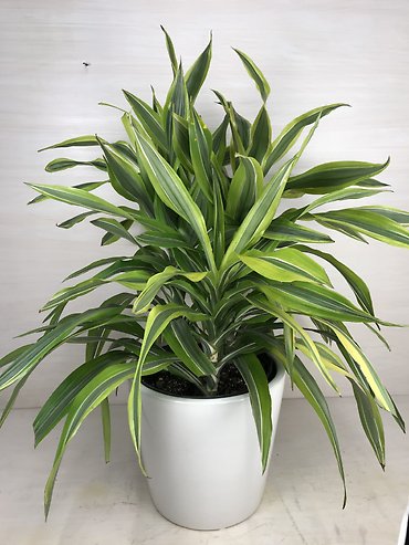 Dracaena Warneckii