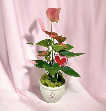 Love Birds Anthurium Plant