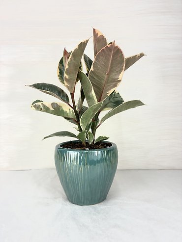 Ruby Rubber Plant