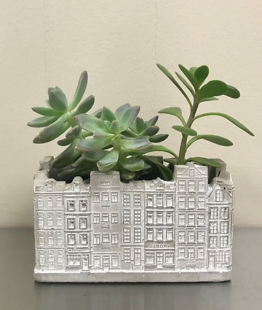 Cityscape Succulents
