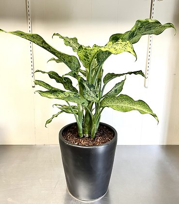 Dieffenbachia