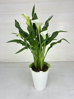 Calla Lily Plant - White