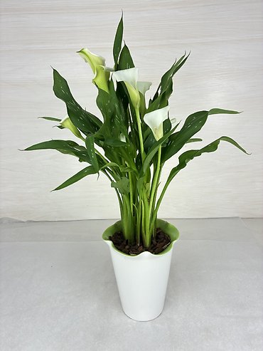 Calla Lily Plant - White