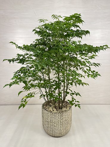 China Doll Plant