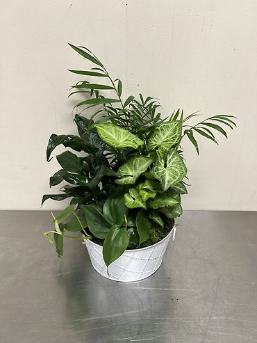 Rustic Dish Garden - Small
