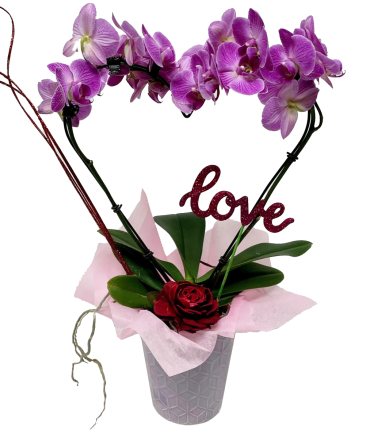 From the Heart Orchid