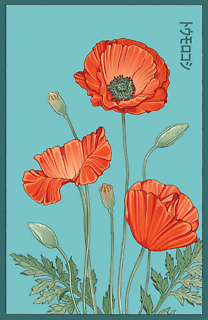 Seeds | Corn Poppy