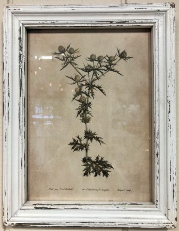 Framed Print | Thistle