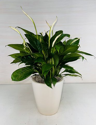 Peace Lily in Ceramic - Small